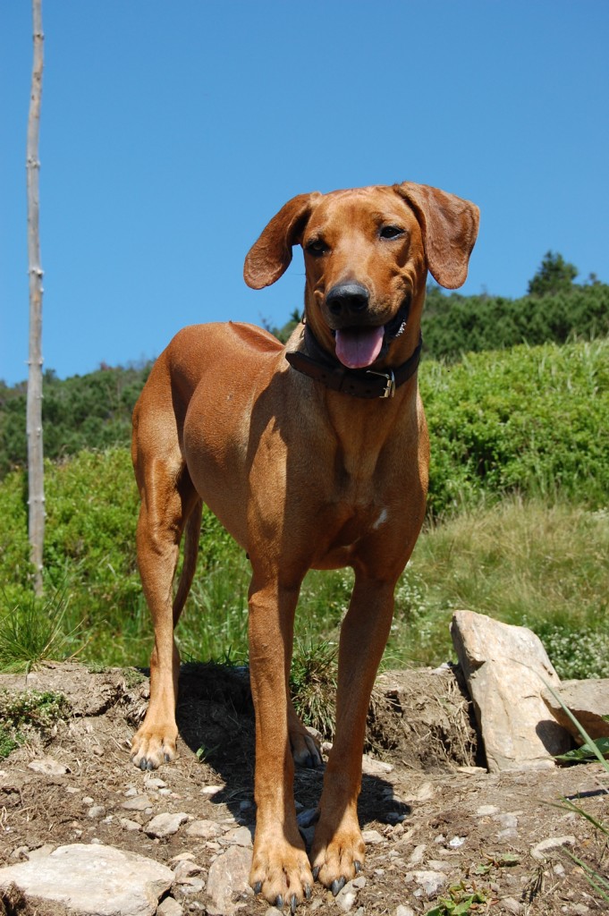 Kopie - DSC_0068.JPG